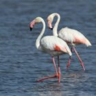 Birdwatching Algarve Ria Formosa Greater Flamingo, photo Peter Dedicoat
