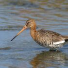 Black-tailed Godwith , photo Peter Dedicoat