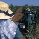 Countryside West Algarve