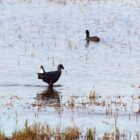 Purple swamp-hens in Ria Formosa