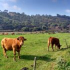 Odeceixe Countryside