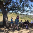 Walking Group Resting under a cork tree